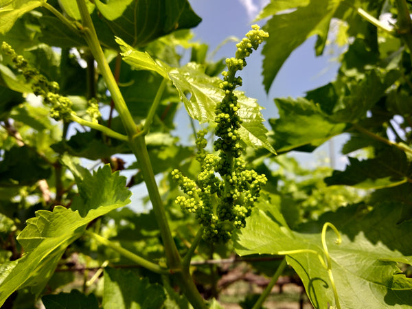 Seedless Grapes - Naturally grown(2kg box)