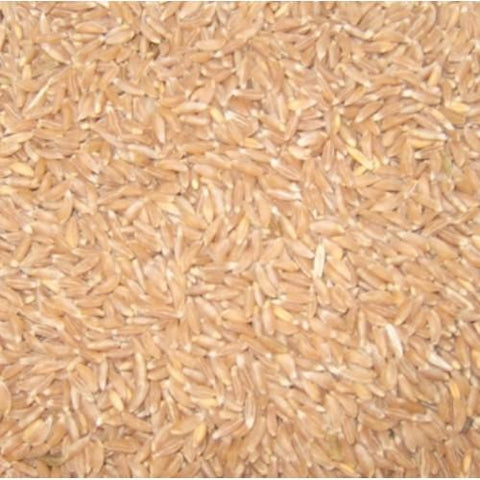 Organic Jave Wheat