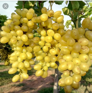 Grapes - Naturally grown (Delivery-18/3/25)