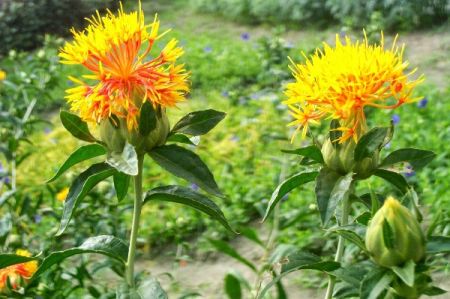 Cold Pressed Safflower Oil (Kusubi) 1ltr